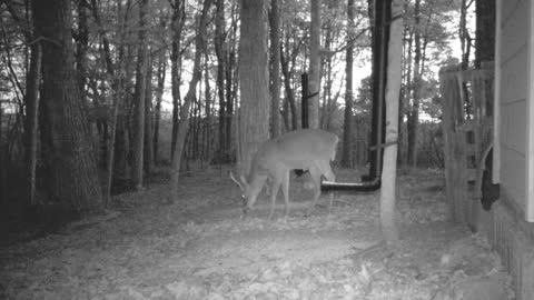 The Woods - 11/19/2020