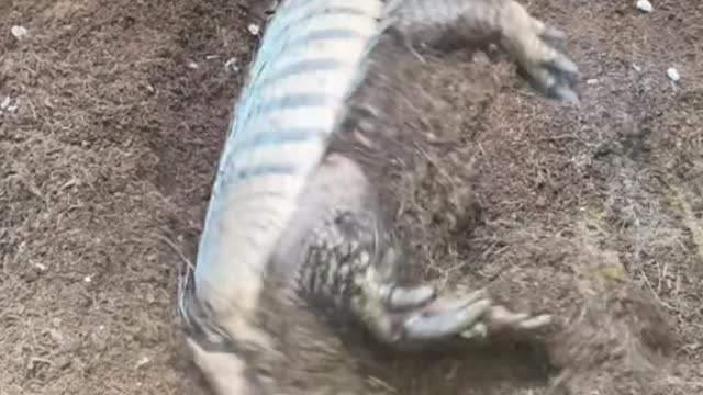 A hiding pangolin