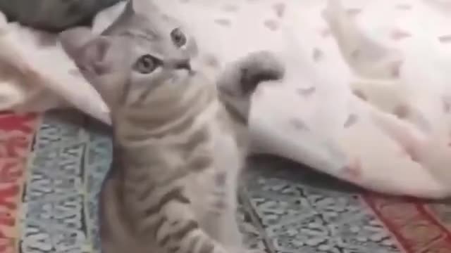 Come and really laugh with the cats of the world