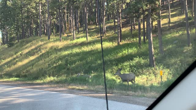 Deers crossing Black Hill South Dakota