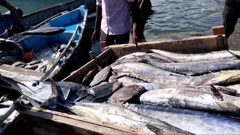 Big Fish Catching || Amazing GholFish || Deep sea in Gujarat fishing Boat ||-6