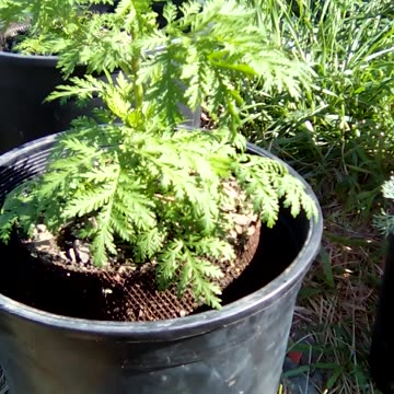 Artemisia annua, 8 weeks old. growing quickly now. time to transplant
