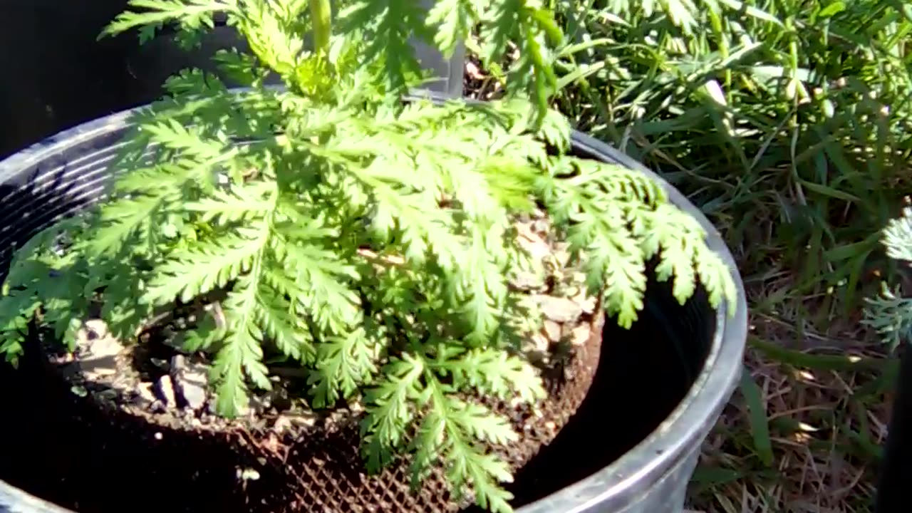 Artemisia annua, 8 weeks old. growing quickly now. time to transplant