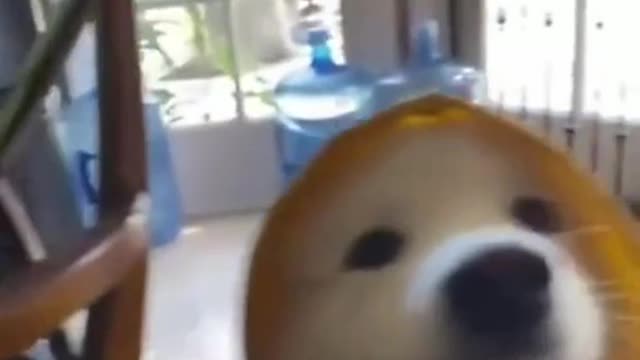 CUTE DOG VIDEO