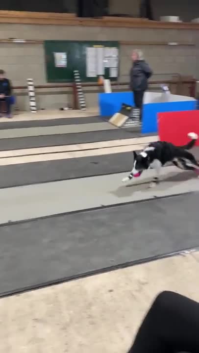 Dogs race