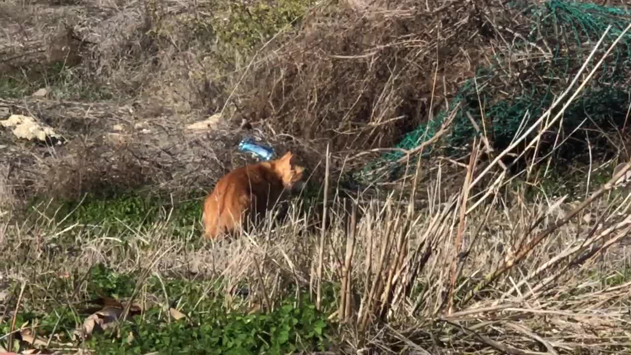 Wild cat eating garbage in street