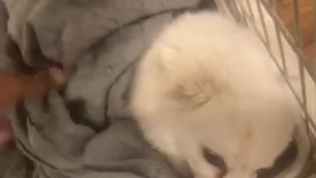 Tucking Doggo to sleep. Sleepy puppy