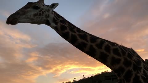 Making friend with a giraffe