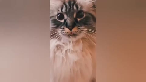 A cat's curiosity never stops
