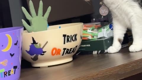 Cat Tries To Avoid The Candy Zombie