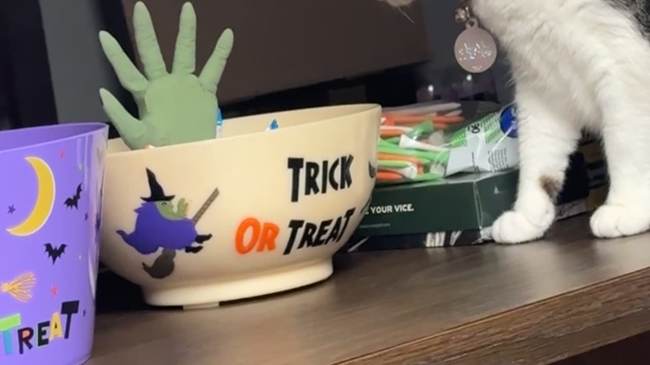 Cat Tries To Avoid The Candy Zombie