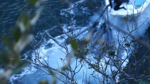 Taiji Japan: 11 Defenseless Melon Headed Whales Killed
