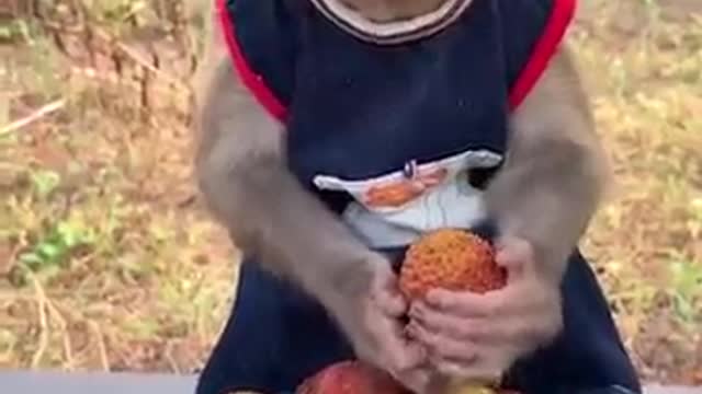 Cute monkey eating smootly..funny vedio..