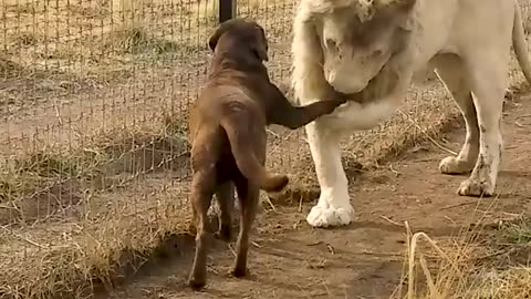 Cute Lion Gives Smooches to Puppy's Paw!