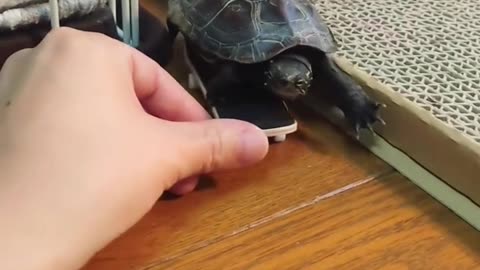 Cut & tortoise funny videos.