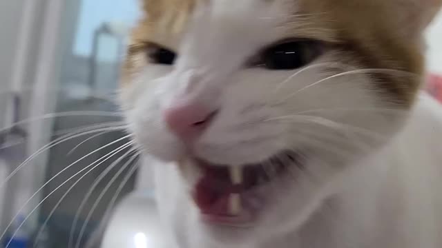 Cats who get loud when they're hungry