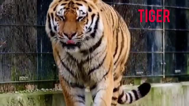 5 _WILD_Animals_Video_#_kids_learing__video_#_wild_animals_name_#2021