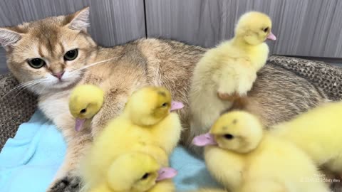 The mother duck took the duckling to find the nanny kitten to sleep with. cute and funny animal🐥😽