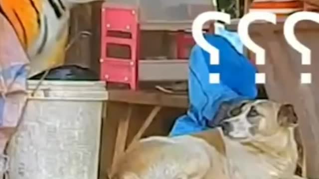 prank on dog shorts 😂😂😂 very very funny 😂😂😂 #shorts #shorts #funny #funnyvideo