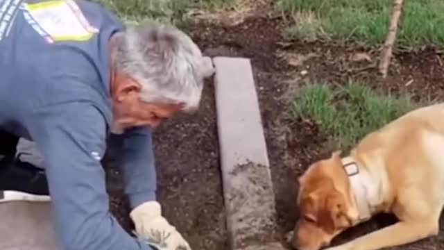 ππΆNew funny moments with dogs & cat π very funny π