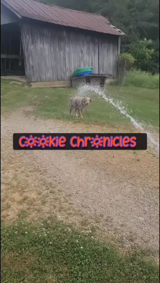 Cookie chronicles. Water hose