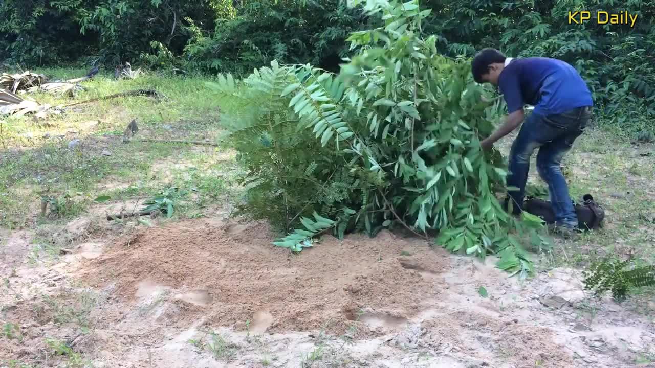 Amazing Boy Catch Bird By Hand That Work 100%