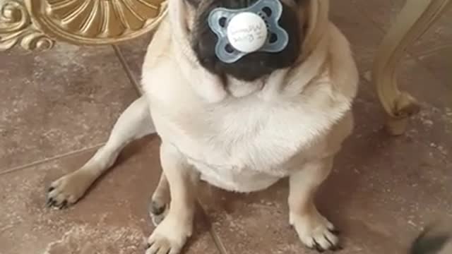 Pug steals baby's pacifier