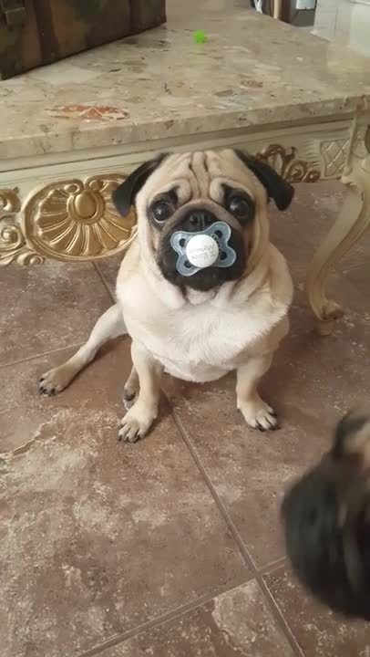 Pug steals baby's pacifier