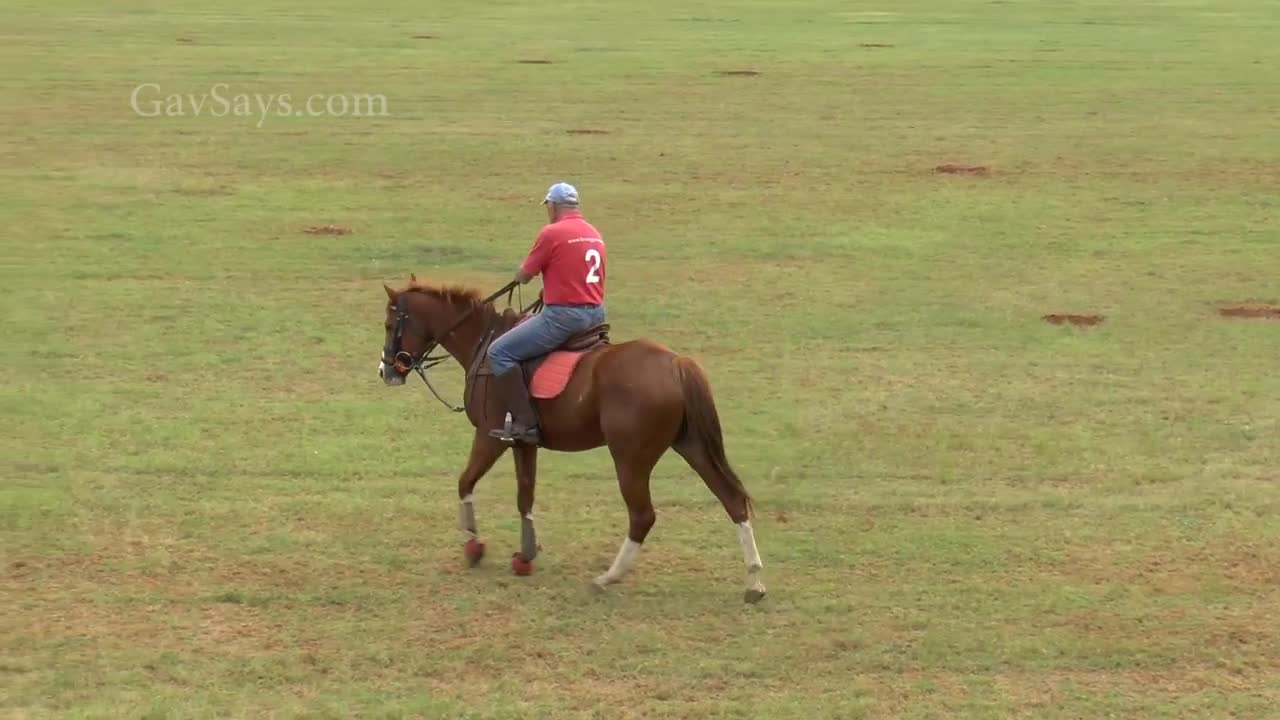 How to teach a Horse to Stop Correctly