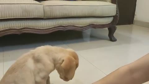 Labrador puppy training new video