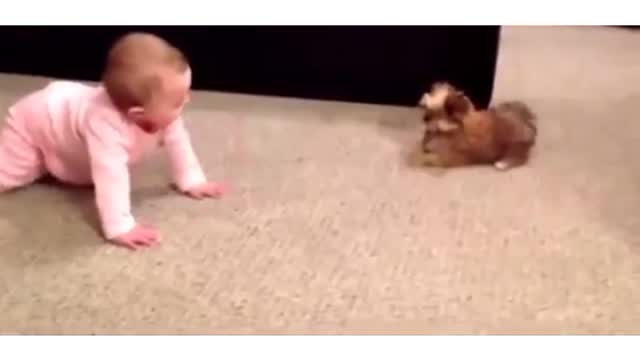 Funny cats playing with baby||Funny dog videos in 2021 #Funnydog#CuteDog#Cutspets#cutebaby