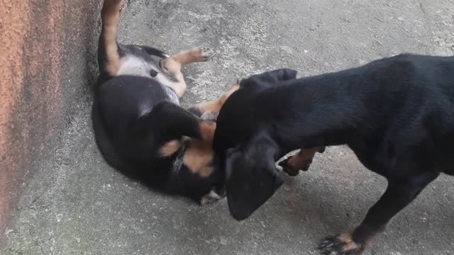 Mamãe Cadela zuando o filhote