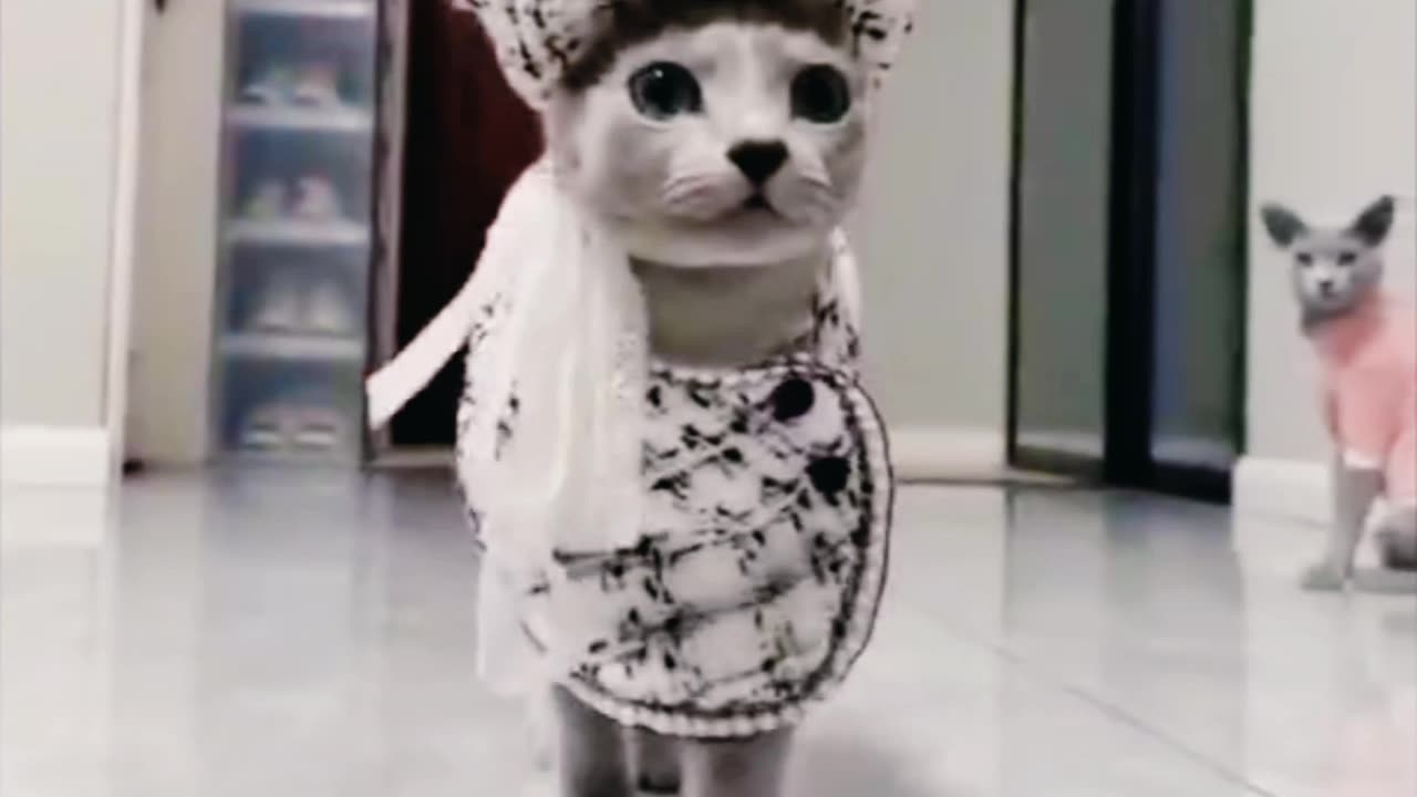 Fashion able funny cat 😺