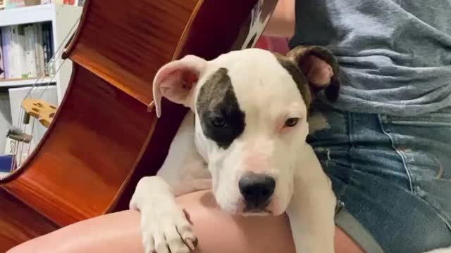 Sleepy Dog Lays on Owner's Lap While She Plays the Cello