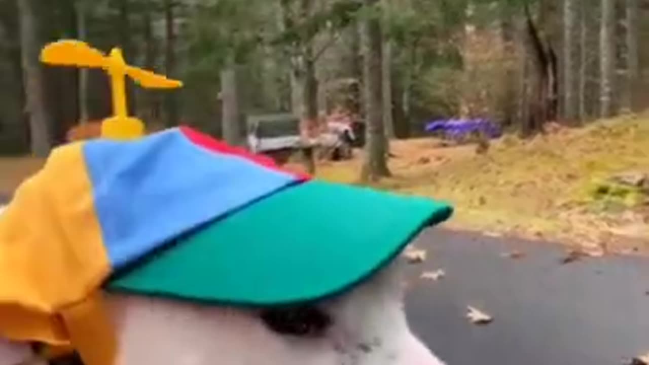 fuuny animals