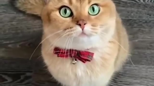 Cute Kitten Funny Videos 😍 | Best Funny Cat videos # 137 | #Shorts | Funny Animals | Pet Maja