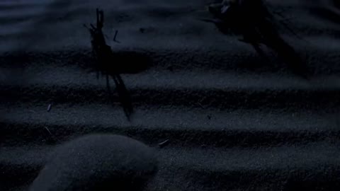 The Blind Assassin Of The Desert | Planet Earth II