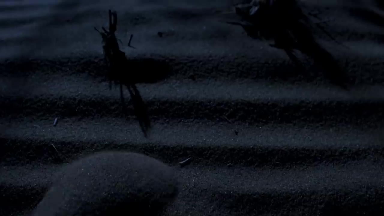 The Blind Assassin Of The Desert | Planet Earth II