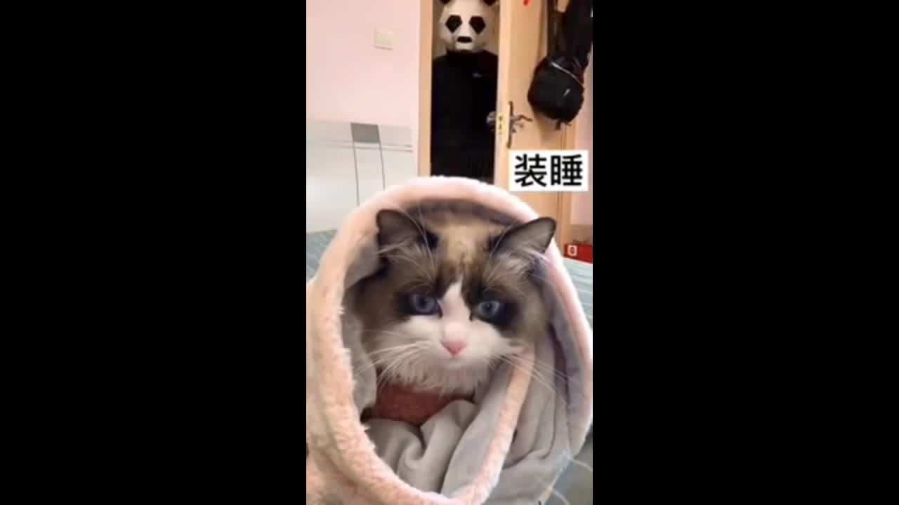 Funny cat