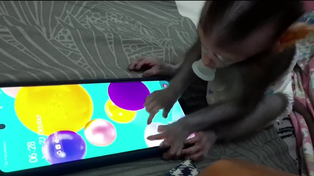 This monkey is learning to play on a gay cell phone, it's really funny