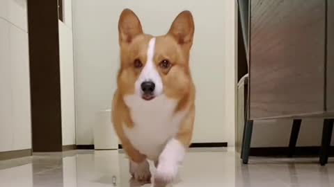 Corgi