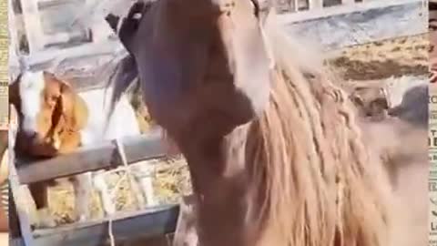 Funniest horse ever!