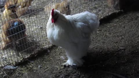 Brahma chickens (4)