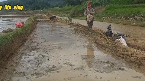 rice paddies in the countryside