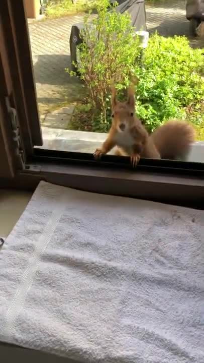 Videos & Movies for Cats to Watch Squirrels - Squirrel World