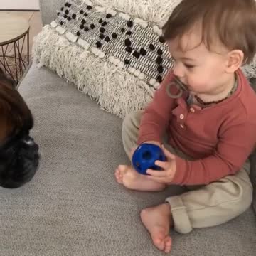 Child And The friendly Dog