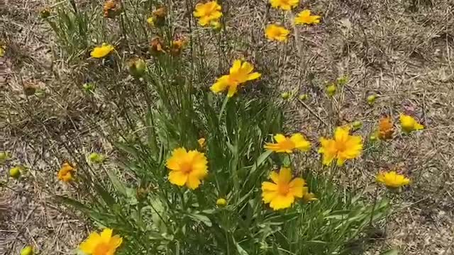 A single yellow flower under the barren land