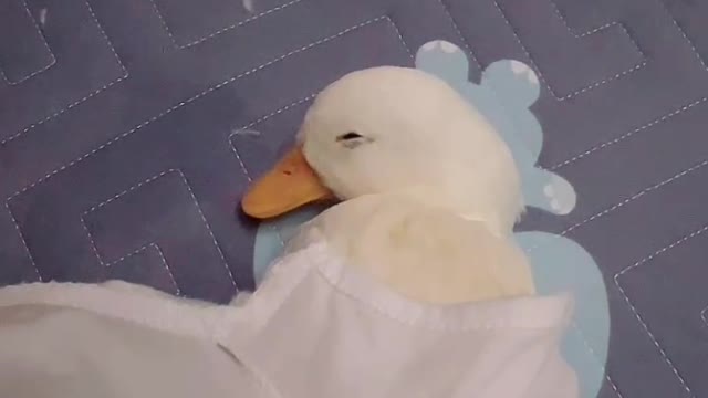 Sleeping ducks