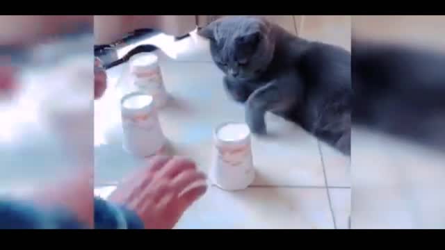 Play magic with smart cat