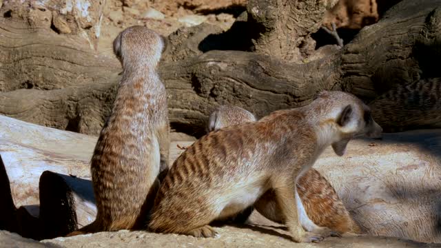 Meerkats very attention